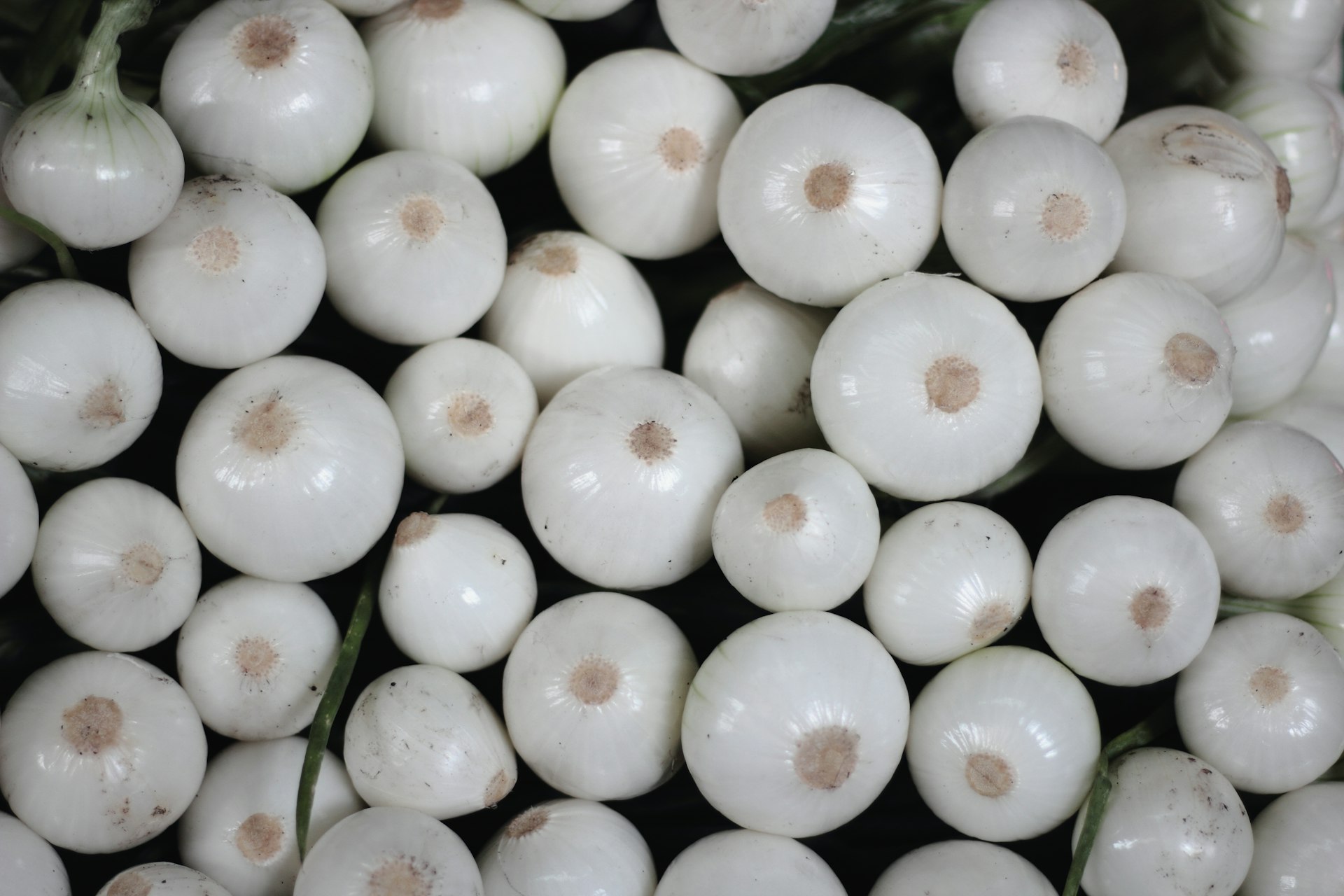 White Onion White Onion